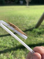 Leptysma marginicollis