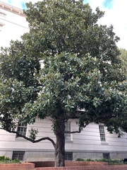 Magnolia grandiflora