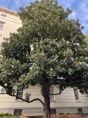 Magnolia grandiflora