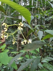 Psychotria submontana