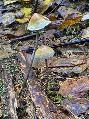 Hypholoma marginatum