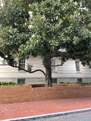 Magnolia grandiflora