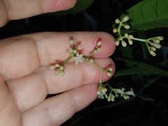 Psychotria submontana