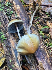 Hypholoma marginatum