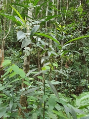 Psychotria submontana