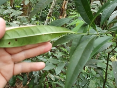 Psychotria submontana