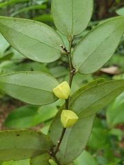 Phyllanthus hypospodius