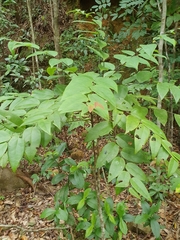 Phyllanthus hypospodius