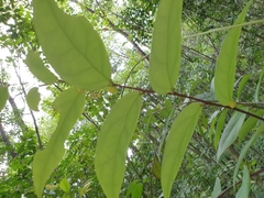 Phyllanthus hypospodius