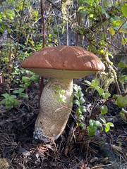Leccinum largentii
