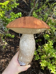 Leccinum largentii