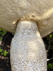 Leccinum largentii