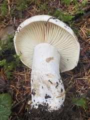 Russula crassotunicata