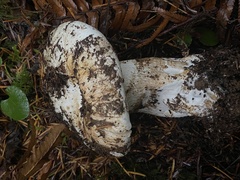 Russula crassotunicata