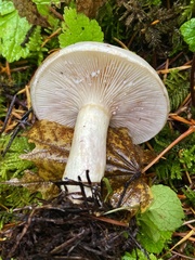 Lactarius pallescens