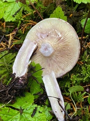 Lactarius pallescens