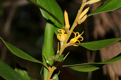 Persoonia stradbrokensis