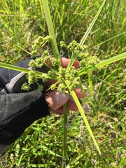 Cyperus virens