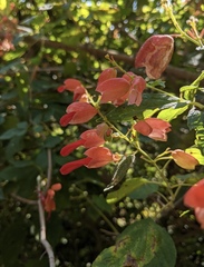 Salvia sessei