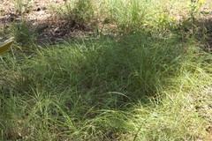 Carex caroliniana