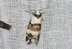 Thallarcha albicollis