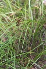 Carex caroliniana
