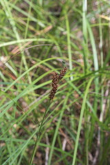 Carex caroliniana