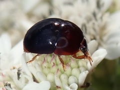 Camptodes texanus