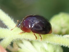 Camptodes texanus
