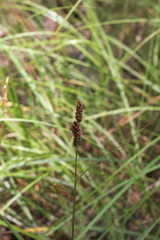 Carex caroliniana