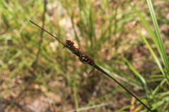 Carex caroliniana