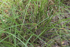 Carex caroliniana