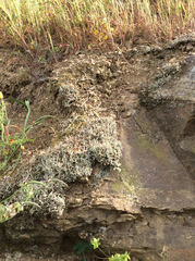 Cladonia scabriuscula