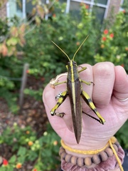 Schistocerca obscura