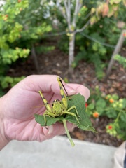 Schistocerca obscura