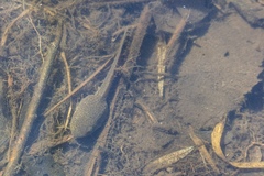 Lithobates catesbeianus