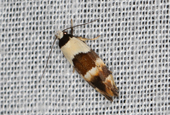 Euphiltra eroticella