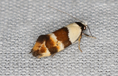 Euphiltra eroticella