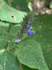Salvia polystachia