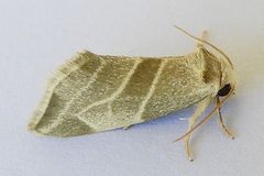 Plagiomimicus mimica