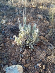 Parthenium argentatum