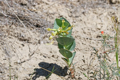 Astragalus asclepiadoides