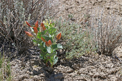 Astragalus asclepiadoides