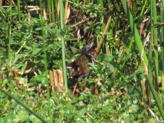 Rallus semiplumbeus