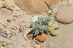 Astragalus chamaeleuce chamaeleuce