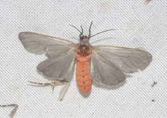 Pygarctia murina
