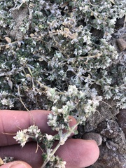 Tidestromia lanuginosa