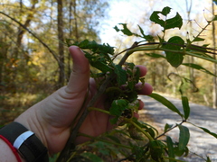 Prociphilus fraxinifolii