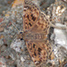 Mottled Duskywing - Photo (c) Jerry Oldenettel, some rights reserved (CC BY-NC-SA)