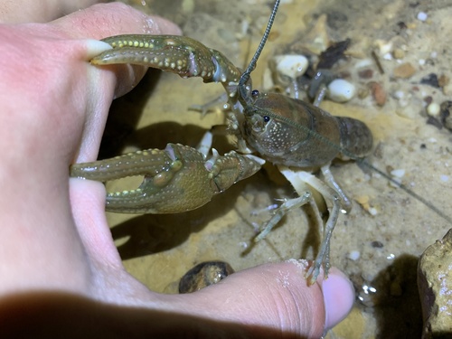 Cambarus bartonii
